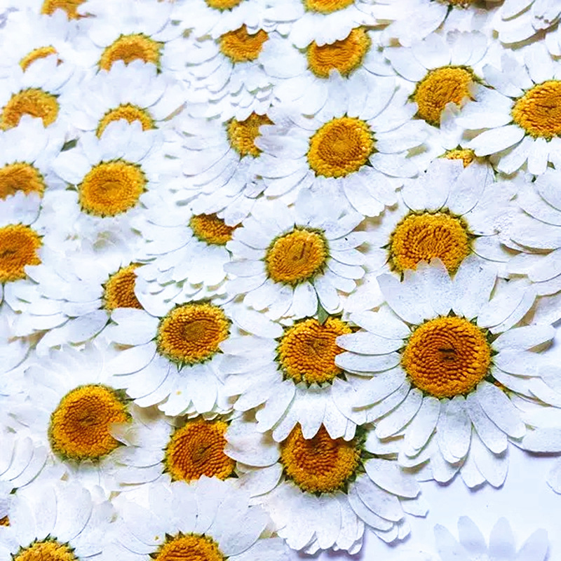100 pièces de spécimens de pla - Resin Craft Ideas avis et prix