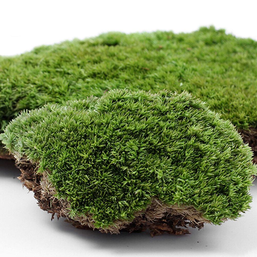 Plante verte artificielle en m - Terrarium Moss Art avis et prix