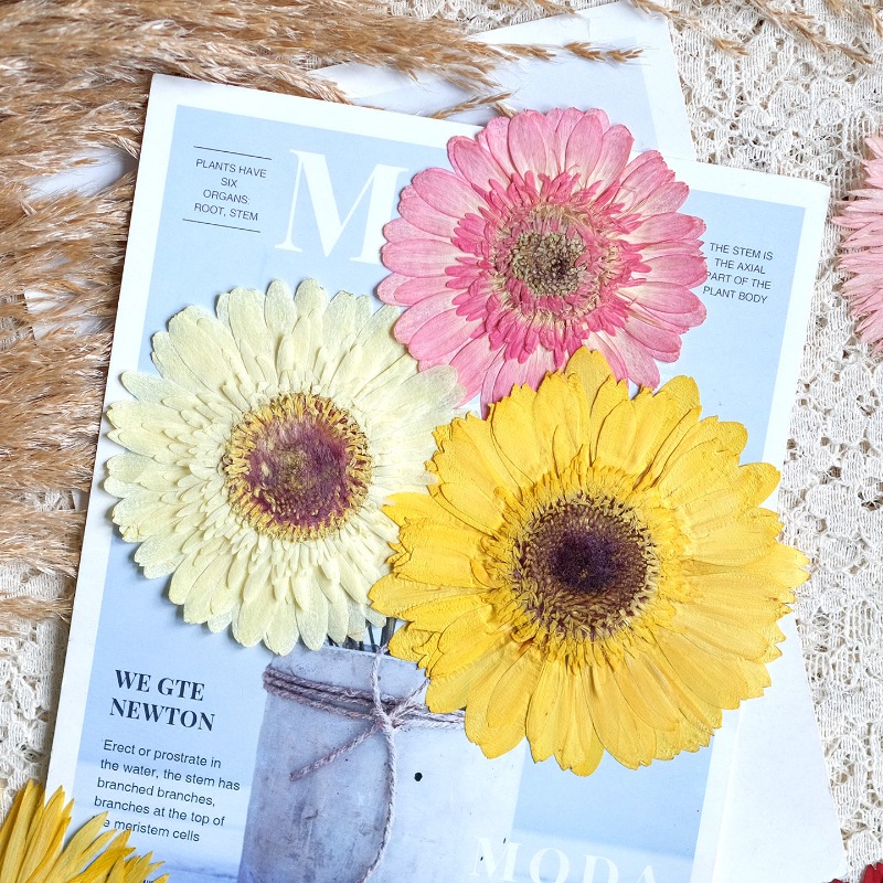1 pièces/7-9 cm, fleurs séchée - Resin Craft Ideas avis et prix